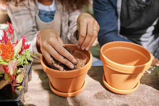 Fancy Plants Kit Botanikit