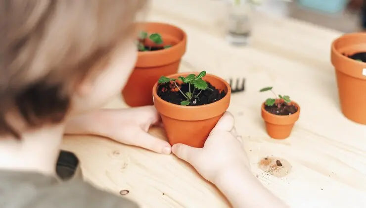Fancy Plants Kit Botanikit