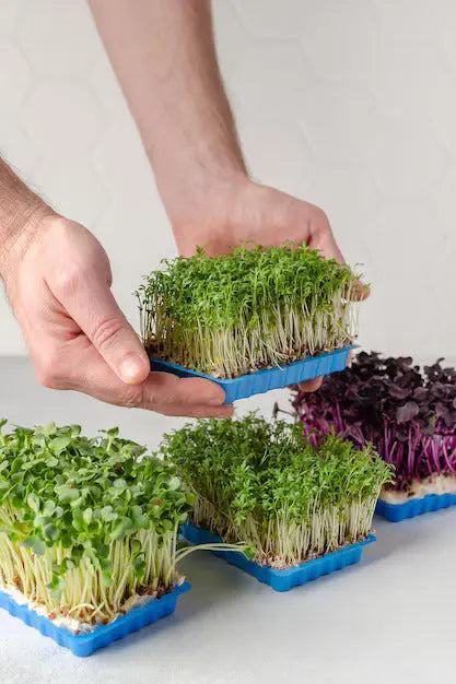 Microgreens Grow Kit Botanikit